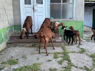 Продам козлят   foto 5