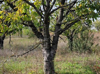 Ciresi pentru capcioanca foto 3