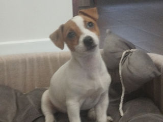 Jack Russell Terrier foto 3