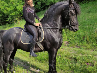 Armăsar Friesian la împerechere foto 6