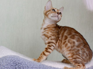 Bengal kittens. foto 8