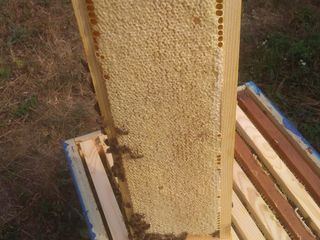 Продаю плодные пчеломатки Бакфаст, пчелoсемьи на 8-10 рамок и отводки на 4-6 рамках foto 6
