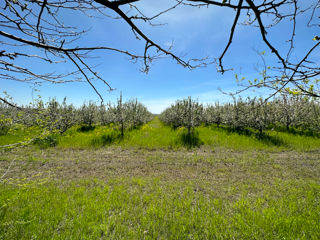 Teren agricol cu livadă de mere foto 6