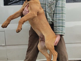 Cane corso  foto 1