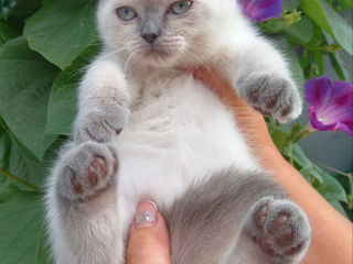 Scottish fold!!!