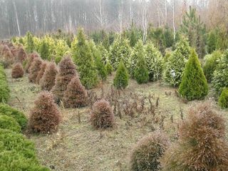 Arbori decorativi crescuti in Moldova la 10 km de la Chisinau.Thuja diverse forme,ienupar,mesteacan foto 5