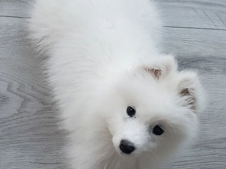 Samoyed căutăm familii iubitoare pentru puii noștri de Samoyed! foto 1