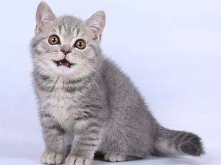 Pisoii British Chinchilla foto 4
