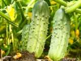 Semințe adevărate de castraveti rodnicioc f1,rodnicioc plusf1,Madrilen, Amant,Spino și altele.