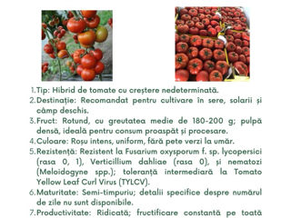 semințe profesionale de tomate, create de Sakata foto 18