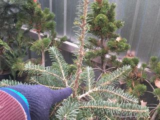 Пихта Нордмана (Abies nordmanniana) foto 6