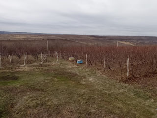 Teren agricol 83 ari, cu casa de vacanta, 17km de la Chisinau foto 2