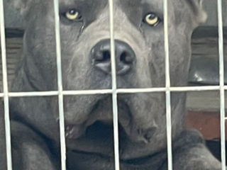 Cane Corso