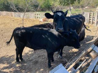 Vaca