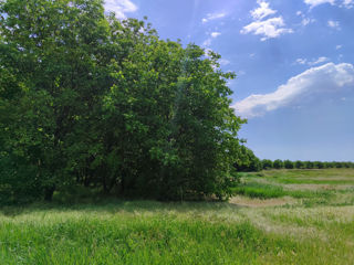 Negociabil - Livada de nuci Negureni, căsuța de vacanță, apa foto 3