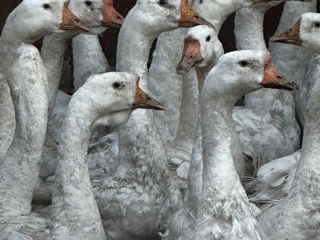 Gâște și gansaci spre vânzare