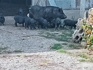 Purcei vietnamezi  foto 0