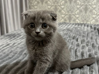 Scottish fold foto 1