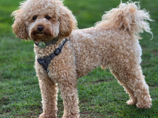 Toy Poodle foto 10