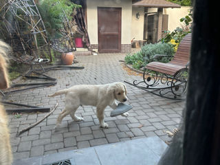 Golden Retriever foto 5