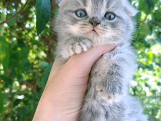 Scottish straight & Scottish fold foto 1