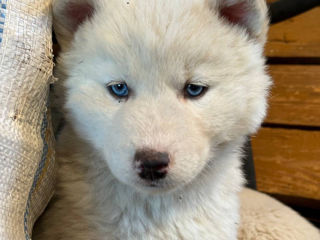 Husky Albinos