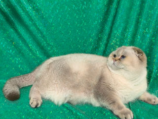 Scottish fold foto 3