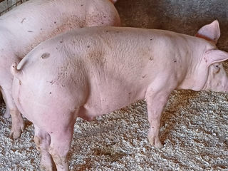 Porc de 80 kg