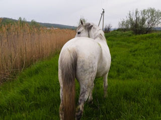 Vand iapă buna pentru gospodărie foto 4