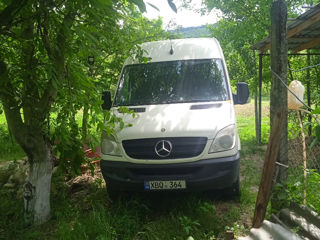 Mercedes Buss foto 5