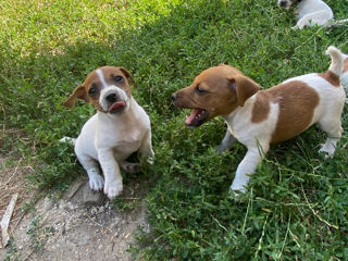 Jack Russel foto 3