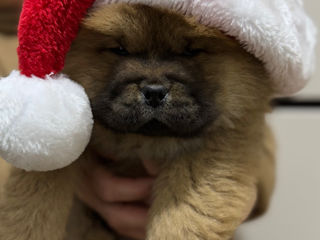 Chow Chow foto 2