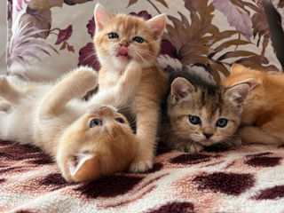 Vând pisicuțe de rasă Scottish Fold