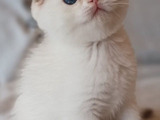 Клубные шотландские котята ,окрас золотая шиншилла,с родословной фото 6