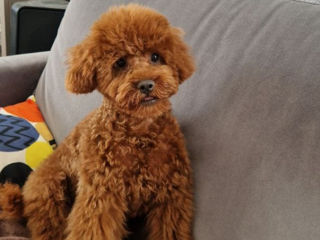 Toy poodle. Excellent red brown. foto 5