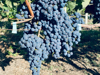 Poama Cabernet Sauvignon foto 2