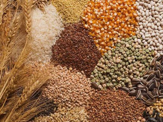 Cumpar cereale recolta, Закупаем собранный урожай зерновых 2024 - 2023