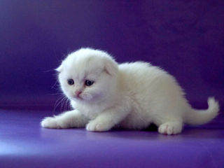 Элитный белоснежный шотландский котёнок. Идеально сложенные ушки. От высокопородистых белых