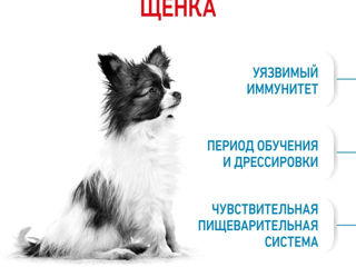 Сухой корм для щенков Royal Canin X-Small Puppy фото 4