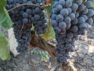 Poamă cabernet