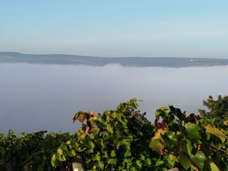 Vând struguri de masă,, Moldova,,