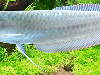 100€ - Arowana silver 40-45 сm.(video) ! foto 2