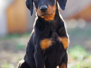 Doberman foto 2