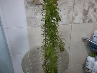 Plante foto 2