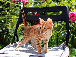 Bengal kitten .