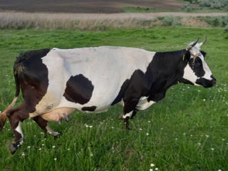 Vacă de vînzare foto 2