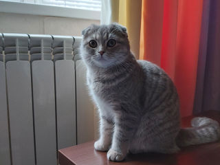 Pisică Scottish fold foto 7