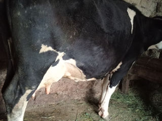 Vînd vacă de a făta buna de lapte pe 20 iunie inplinește să fete a 5-lia vițel foto 1