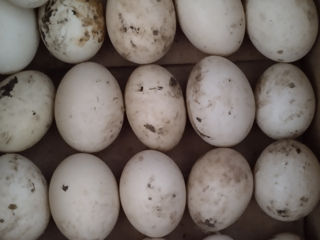 Oua de raţe mute pentru incubare