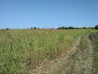 Terenuri agricole Dănceni